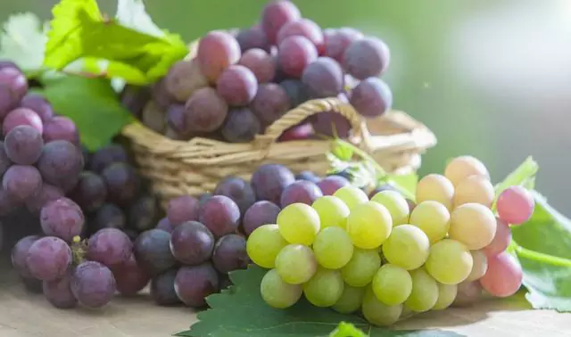 As uvas são ruins para os cães?