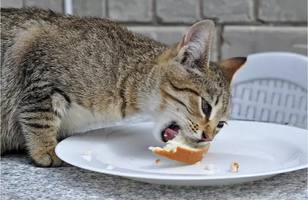 Os gatos podem comer pão? Por que os gatos adoram pão?
