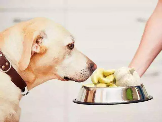 Os cães podem comer alho? Quais são os sintomas quando um cão come alho?