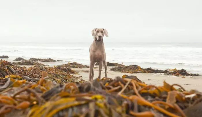 Os cães podem comer algas marinhas? Qual é a diferença entre algas e algas marinhas?