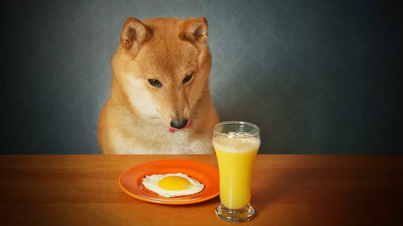Os cães podem beber suco de laranja?