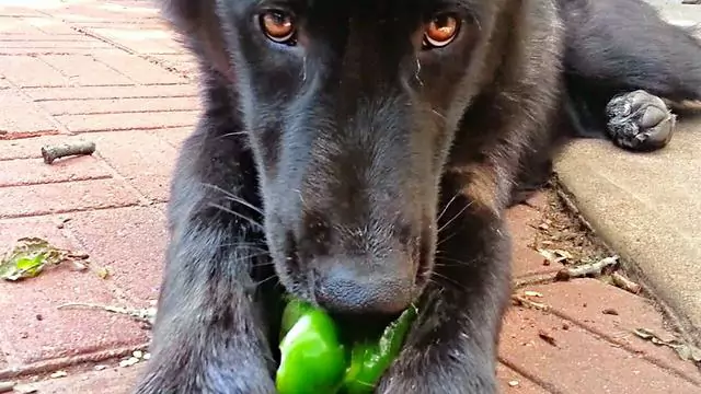 Os cães podem comer pimentas verdes? Como fazer quando um cão come pimentas verdes