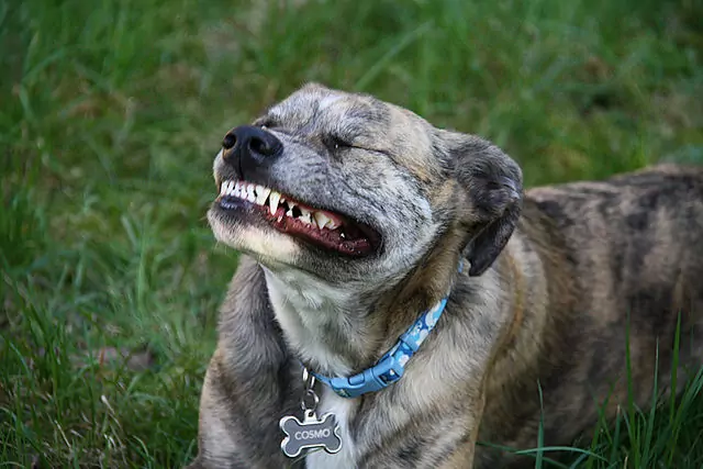 Os cães perdem seus dentes?