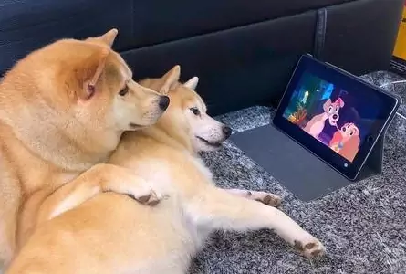 Os cães podem assistir TV? O que os cães vêem na TV?
