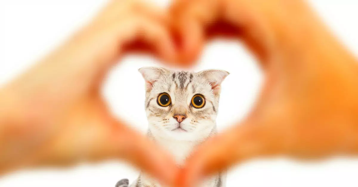 Será que os gatos amam seus donos? Como os gatos te amam