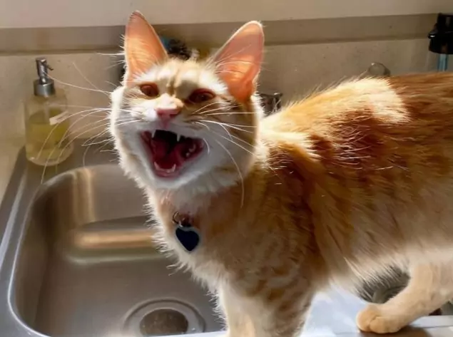 Por que os gatos fazem ruídos de assobio? A origem do som sibilante dos gatos