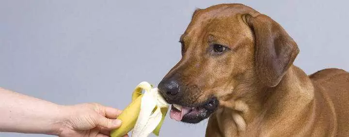 Os cães podem comer bananas? Quais são os benefícios das bananas para os cães