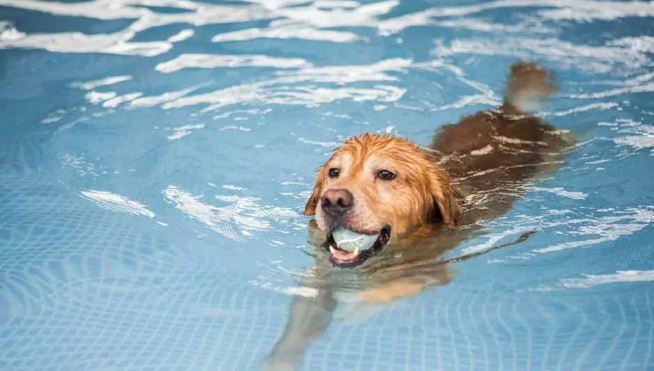 Todos os cães sabem nadar?