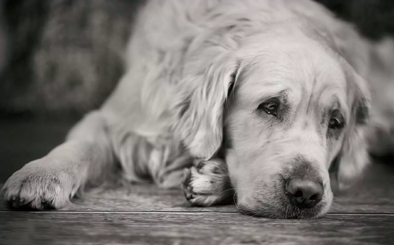 Os cães podem estar deprimidos?