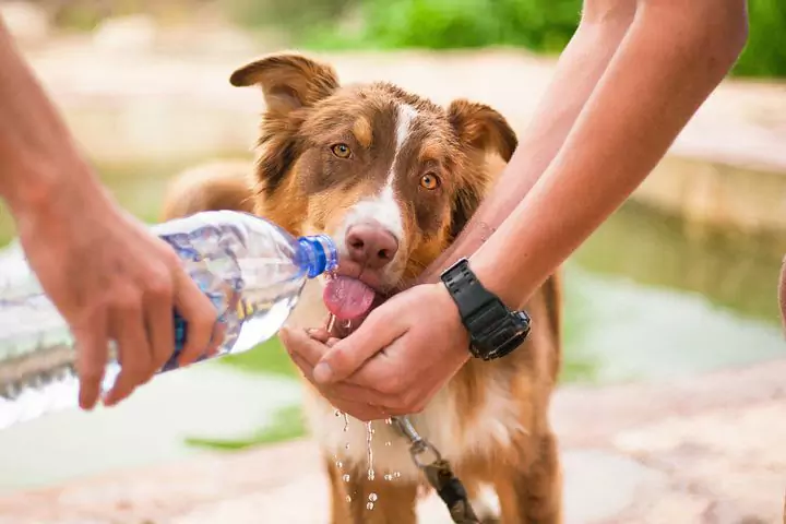 Quanta água um cão deve beber?