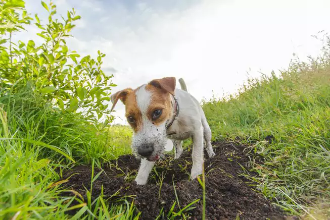Por que os cães escavam Holes？Why os cães sempre escavam perto da cerca?
