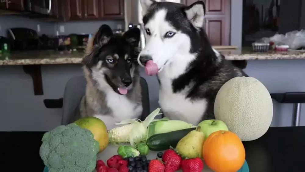Os cães podem comer vegetais? Que vegetais os cães gostam de comer?