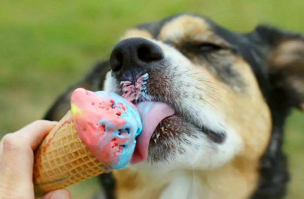 Os cães podem comer sorvete? Potenciais problemas de saúde dos sorvetes para cães