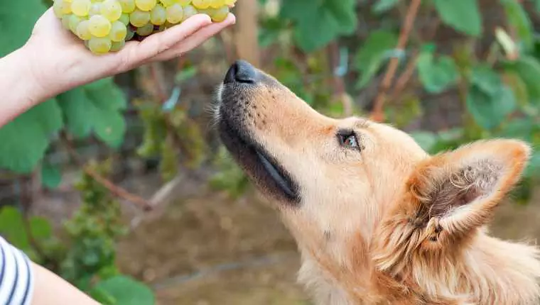 Os cães podem comer passas de uva? Toxicidade da uva, Sintomas de intoxicação em cães