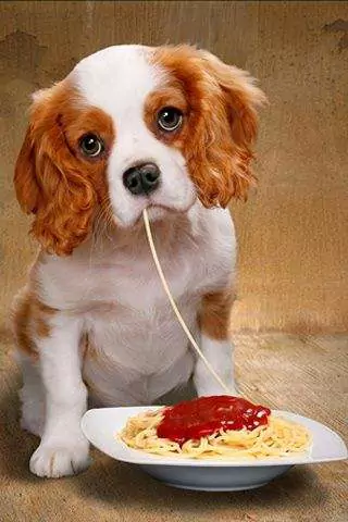 Os cães podem comer spaghetti? Quais são os efeitos prejudiciais de comer esparguete a longo prazo em cães?