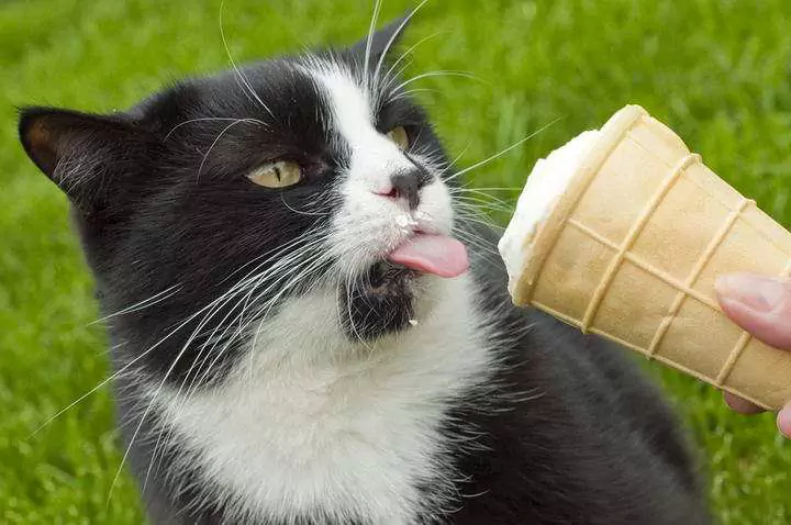 Os gatos podem comer sorvete? Os gatos podem comer iogurte