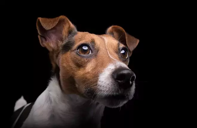 Que cores os cães podem ver? Quais são as diferenças entre as estruturas visuais dos cães e dos seres humanos?