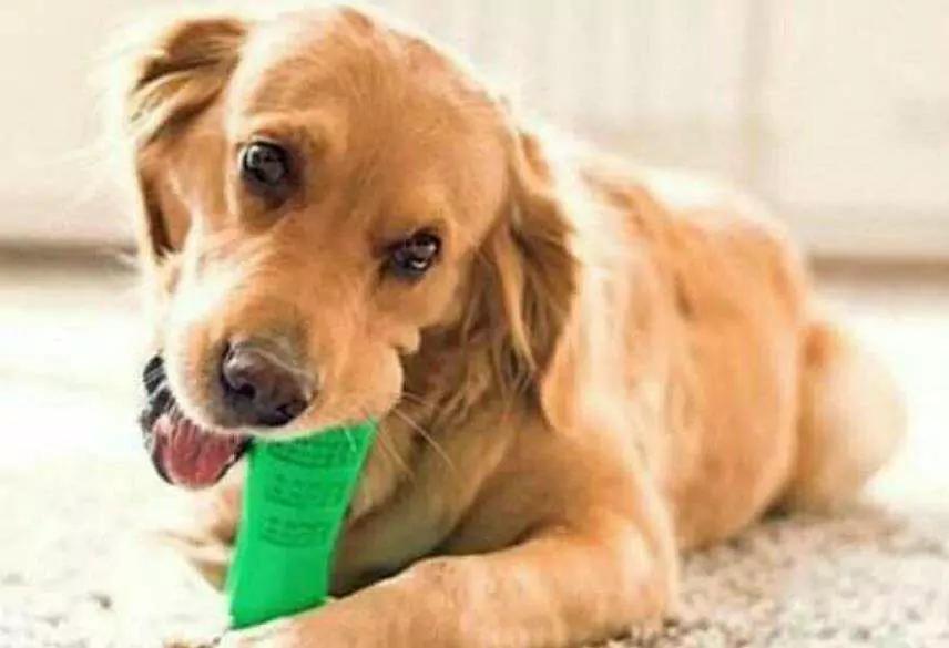 Como limpar a boca do cão em casa? Dicas para remover o odor da boca do cachorro