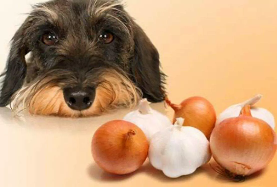 Os cães podem comer cebola? Por que as cebolas são tóxicas para os cães?