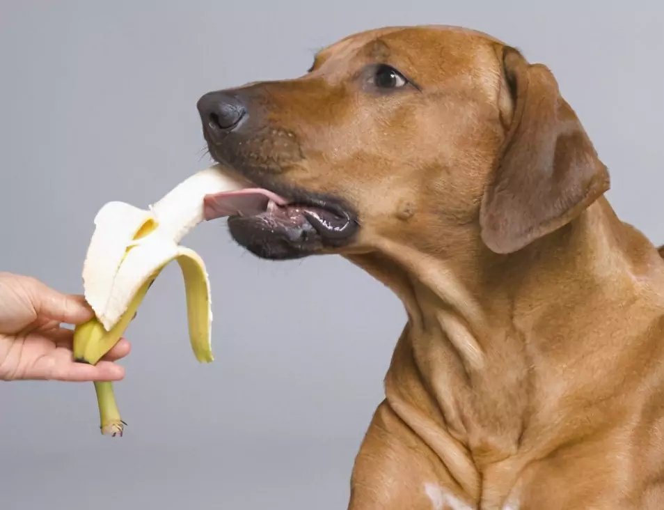 Que frutas os cães podem comer? Os prós e os contras de dar frutas aos cães e as precauções