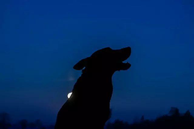 O que os cães vêem à noite?