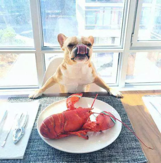 Os cães podem comer lagosta? Precauções para cães alimentados