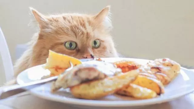 Os gatos podem comer frango? A nutrição de cada parte do frango