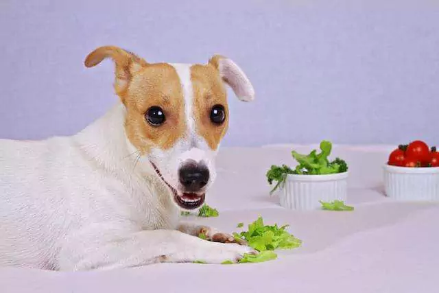 Os cães podem comer alface? Os cães precisam ser cozidos para comer legumes