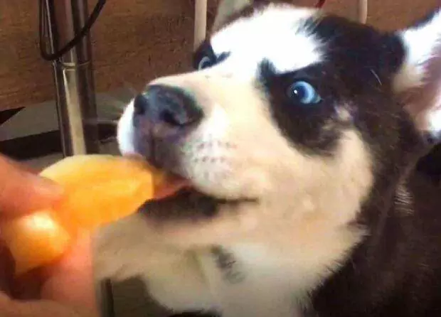 Os cães podem comer melão? Contra-indicações dietéticas dos cães