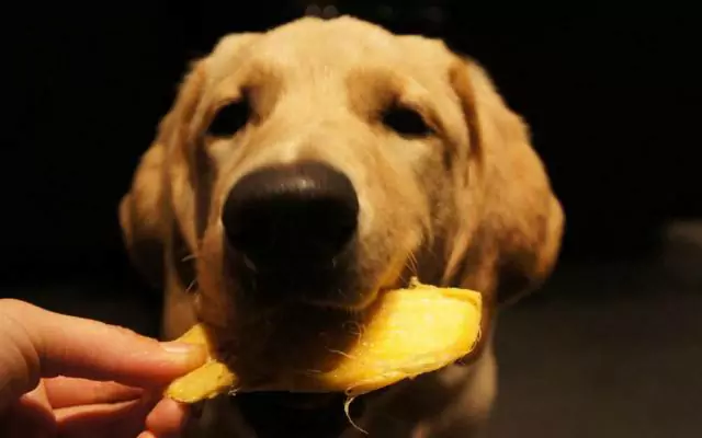 Os cães podem comer mangas? Quais são os benefícios de dar mangas a cães