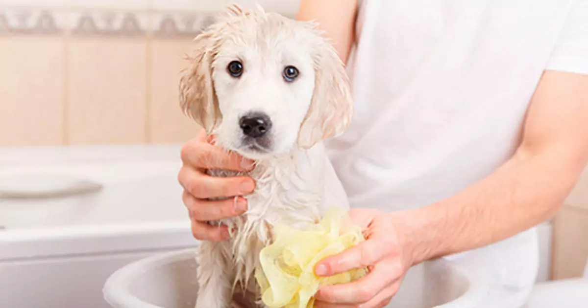 Com que freqüência devo dar banho ao meu cão? Os perigos do banho freqüente do cachorro