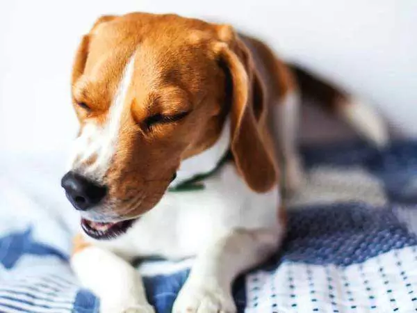 Os cães podem pegar uma constipação? Sintomas do frio e da gripe em cães