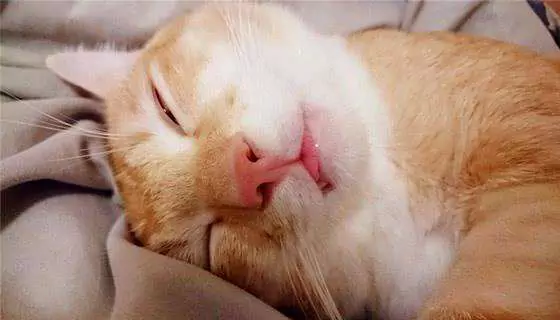 Os gatos ressonam? É normal que os gatos ressonem durante o sono?