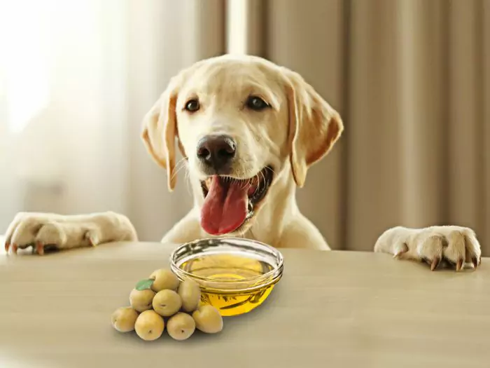 Os cães podem comer azeitonas? Quais são os benefícios das azeitonas dadas aos cães?
