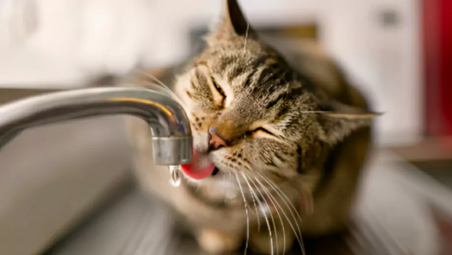 Por que os gatos não gostam de água? Razões pelas quais os gatos têm medo da água