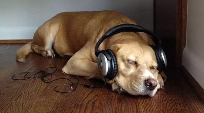 Os cães gostam de música? Que tipo de música os cães gostam de música?