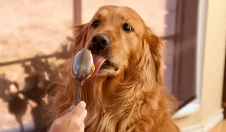 Os cães podem comer manteiga de amendoim? É saudável para os cães comer manteiga de amendoim?
