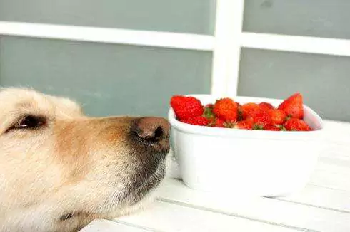 Os cães podem comer morangos? Precauções para cães que comem frutas