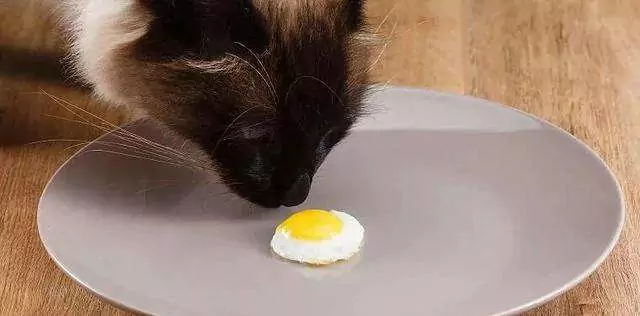 Os gatos podem comer ovos? Alimentos contraindicados para gatos
