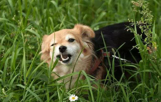 Por que meu cachorro come grama? Formas de induzir o vômito em cães