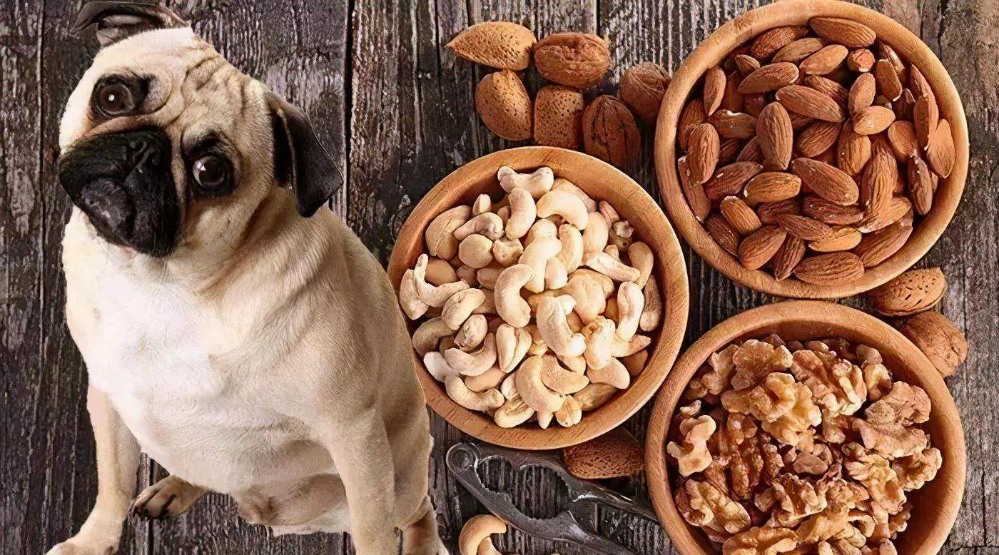 Os cães podem comer pistachios? O que fazer se seu cão come pistáchios