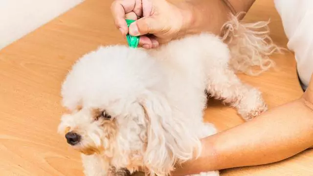 Como se livrar de pulgas em cães? Como prevenir e eliminar as pulgas em cães?