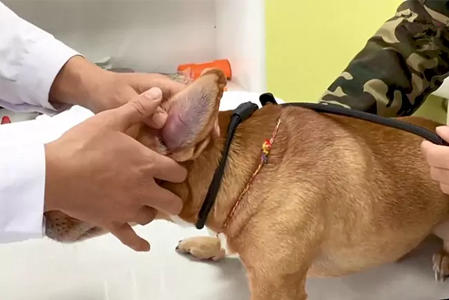 Como tratar hematoma de orelha em cães em casa?