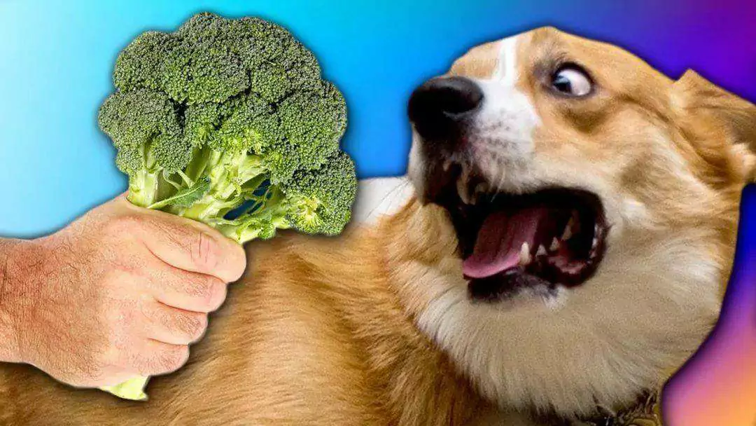 Os cães podem comer brócolis? Benefícios dos brócolis para cães