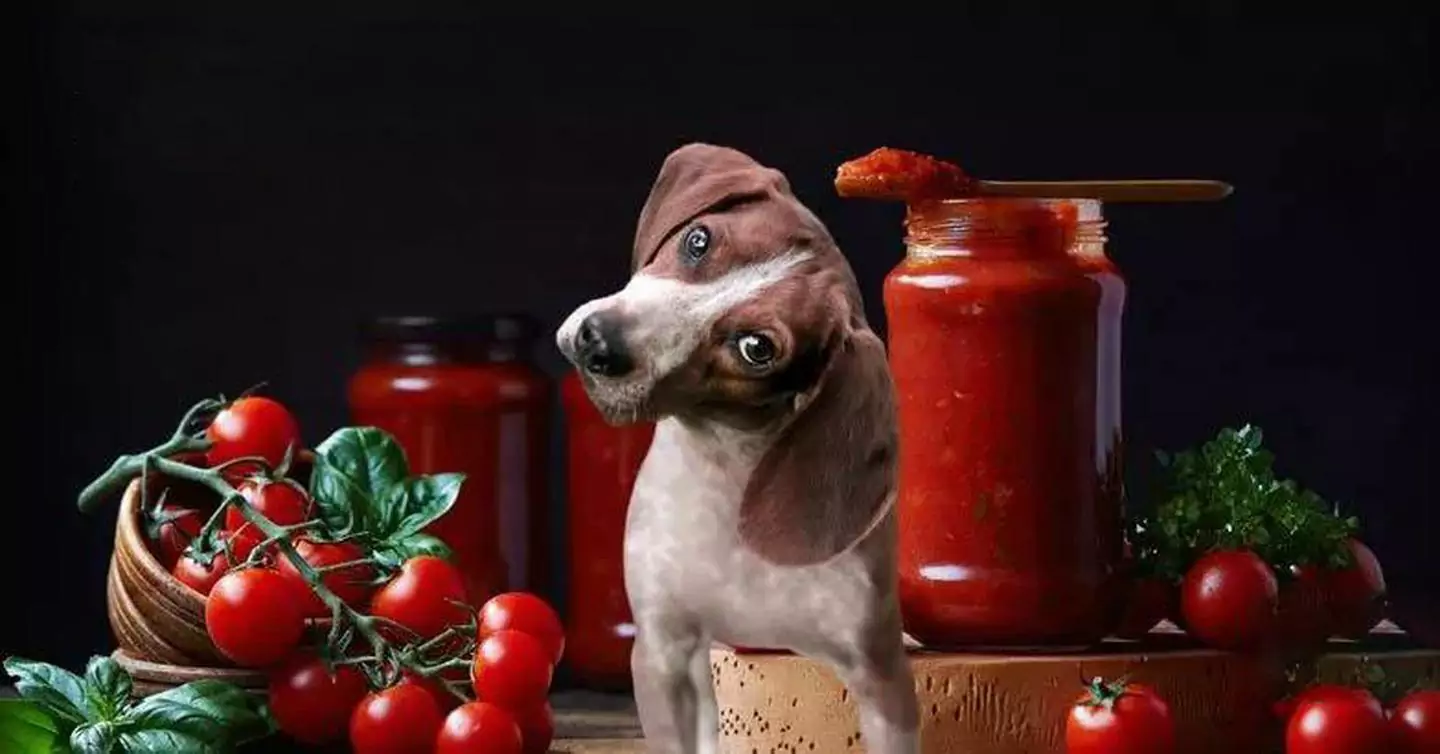 Os cães podem comer tomates? Quais são os benefícios do tomate para os cães?