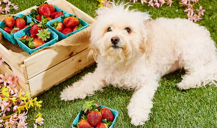 Que frutas são boas para os cães comerem?
