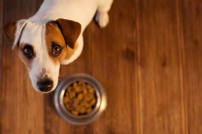 Por que meu cachorro não come? Razões pelas quais os cães não comem