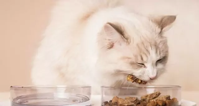 Os gatos podem comer peru? Quais são os benefícios da carne de peru para os gatos?