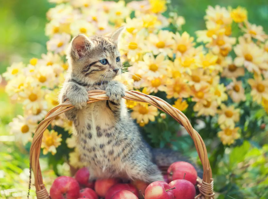 Os gatos podem comer maçãs? Os benefícios de os gatos comerem maçãs