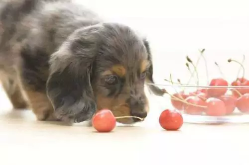Os cães podem comer cerejas? Quais são os maus efeitos das cerejas nos cães?